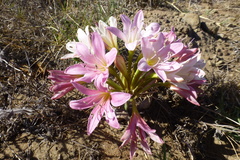 Ammocharis longifolia