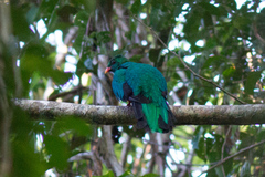 Pavonine Quetzal photo 4