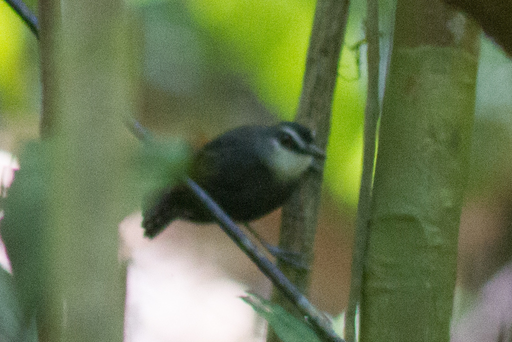 White-throated and Lunulated Antbirds
