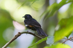 Tachyphonus surinamus