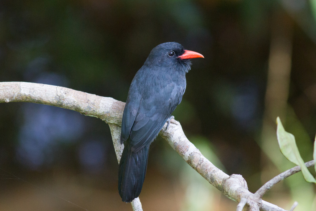 Black Nunbird photo
