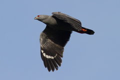 Crane Hawk photo 5