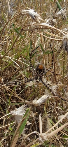 Banded Garden Spider
