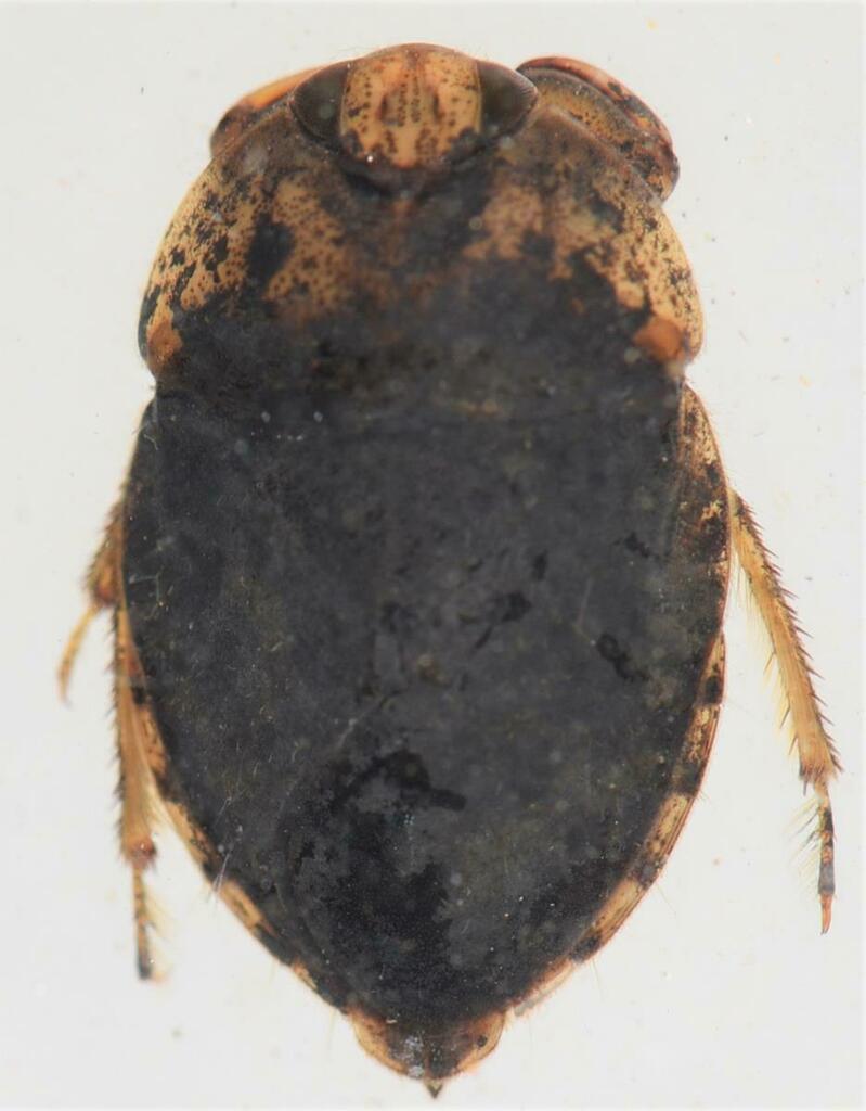 Neomacrocoris