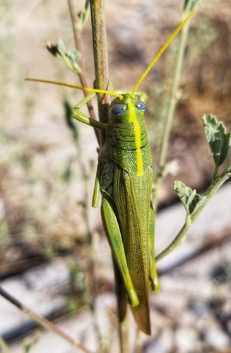 Green Bird Grasshopper