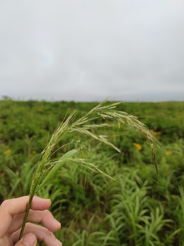 Stipa pekinensis iNat (3)