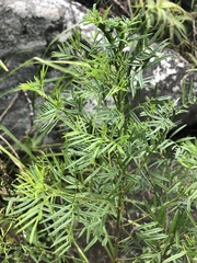 Psoralea platyphylla