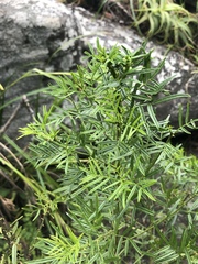 Psoralea platyphylla