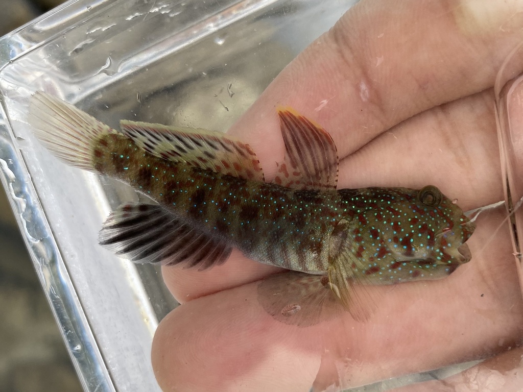 Highfin Shrimpgoby