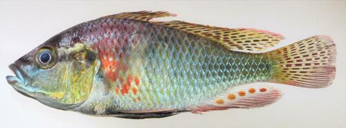 Astatotilapia burtoni