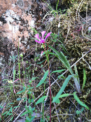 Clarkia concinna