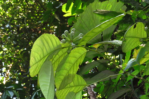 Anaxagorea javanica