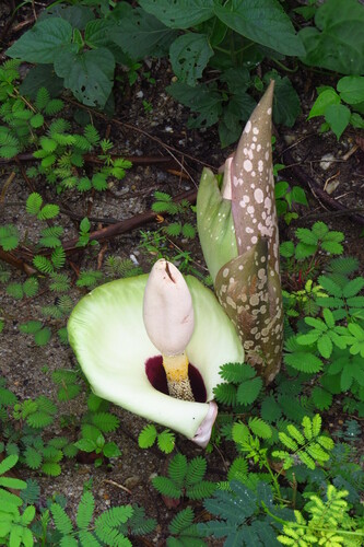 Amorphophallus prainii (Amorphophallus prainii)