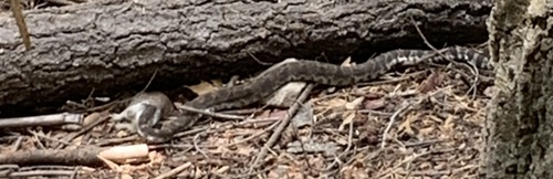 iNaturalist observation photo of Northern Pacific Rattlesnake