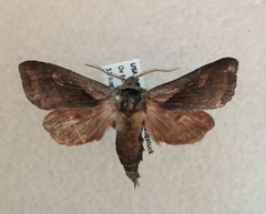 Bellura densa