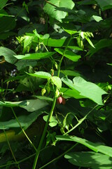 Devil's Cotton (Abroma augustum)