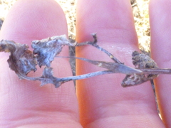 Lichtensteinia obscura
