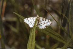 Eufidonia notataria