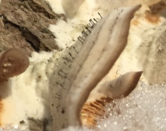 Phaeocalicium polyporaeum image