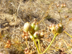 Lichtensteinia obscura