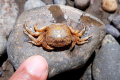 Hemigrapsus