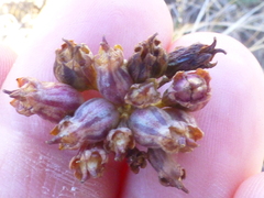 Lichtensteinia obscura