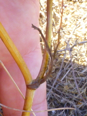 Lichtensteinia obscura