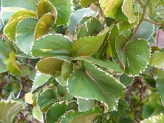Acalypha wilkesiana