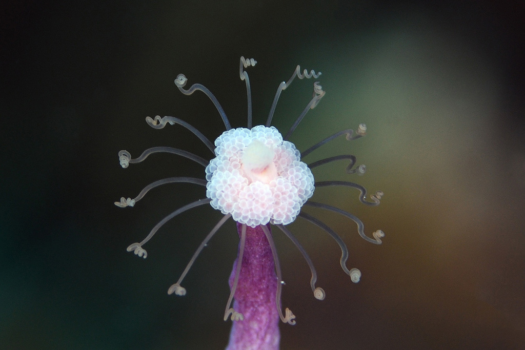 Aplanulata