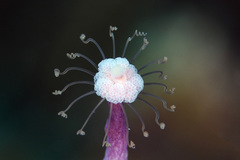 Image of Ralpharia gorgoniae