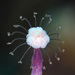 Ralpharia gorgoniae - Photo (c) terence zahner, algunos derechos reservados (CC BY-NC), subido por terence zahner