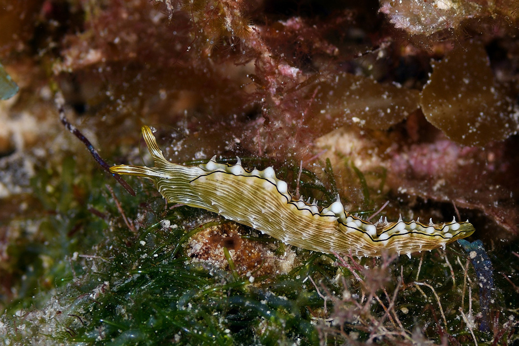 Elysia pratensis