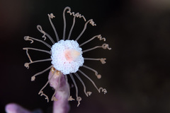 Ralpharia gorgoniae image