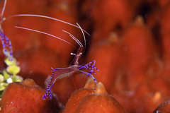 Ancylomenes pedersoni