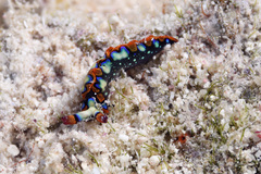 Thuridilla picta