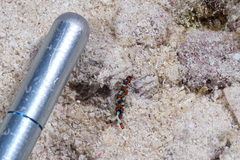Thuridilla picta