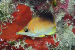 Prognathodes aculeatus