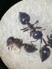 Crematogaster auberti