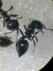 Crematogaster auberti