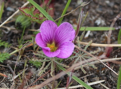 Oxalis laciniata
