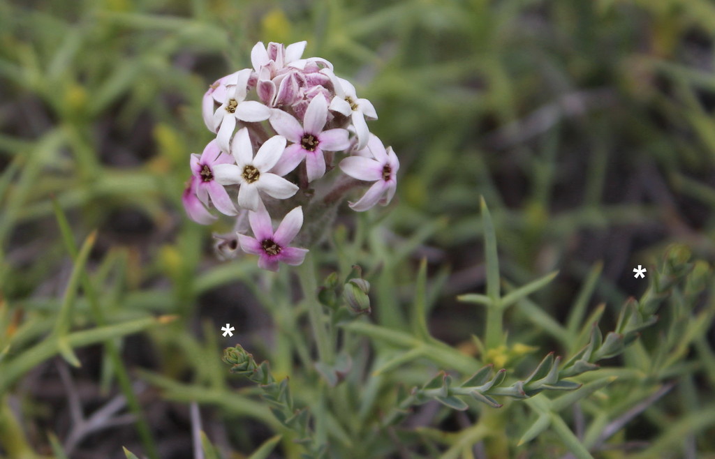 Arjona patagonica