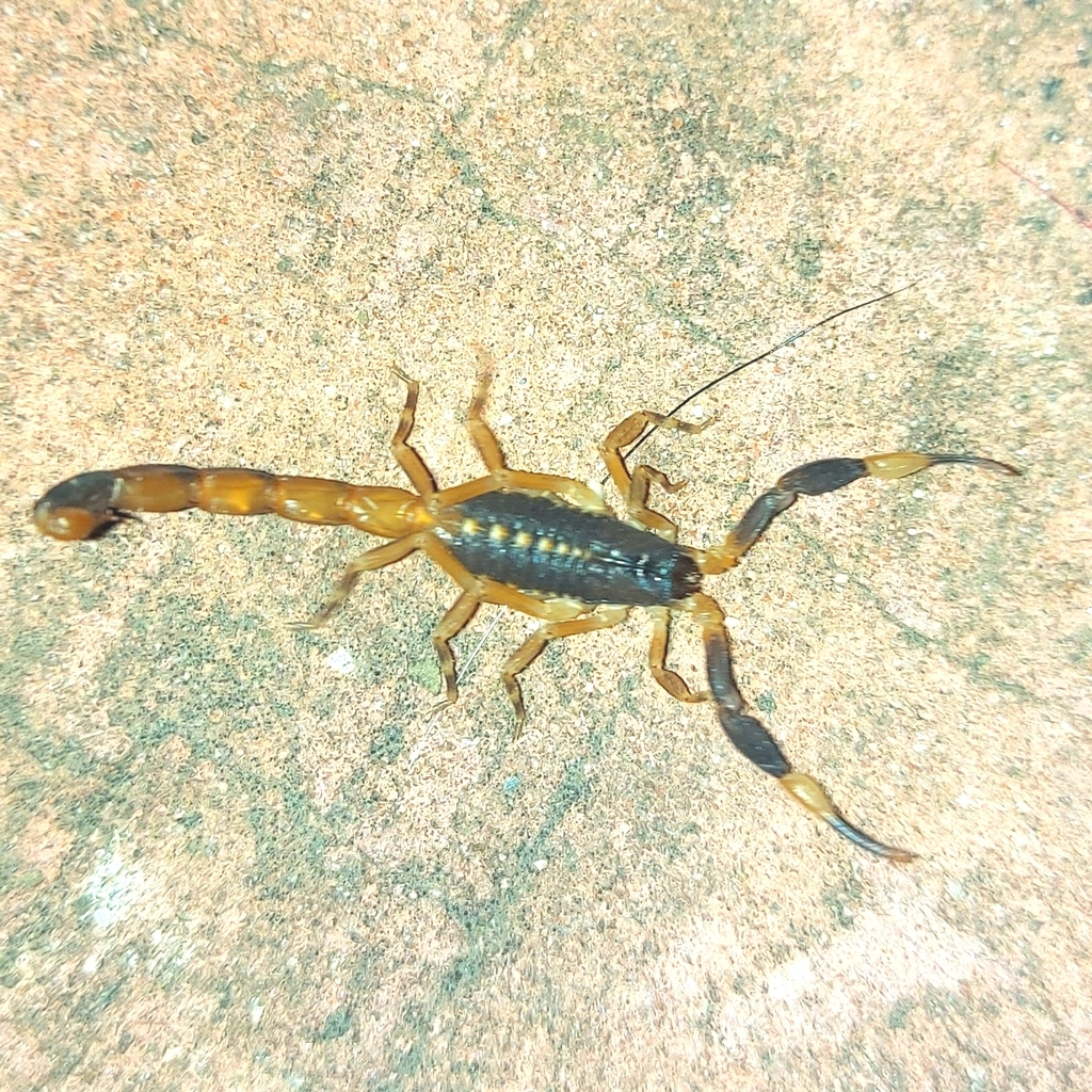 Centruroides flavopictus