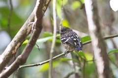 Hylophylax punctulatus