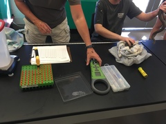 Nerodia sipedon insularum