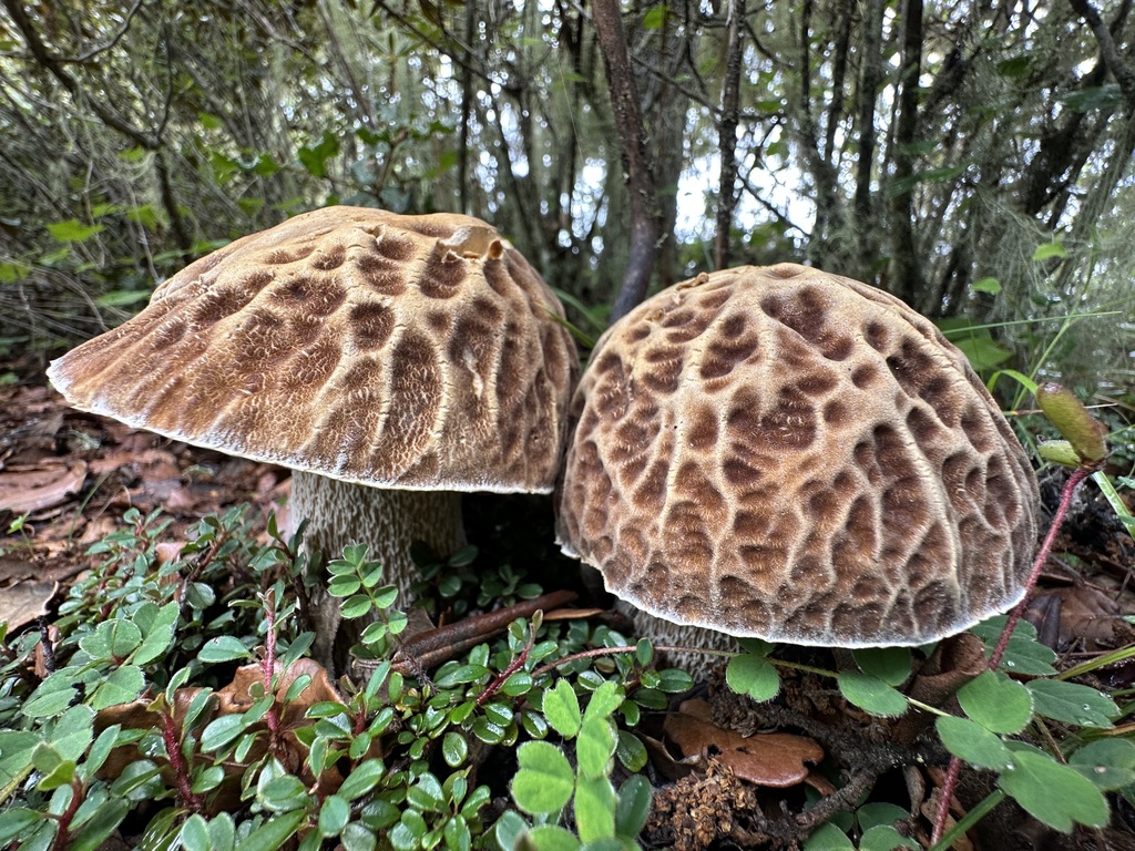 Netcap King Bolete