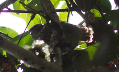 Cantorchilus griseus