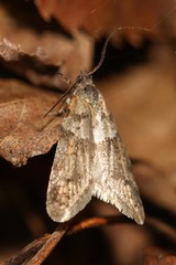 Tortricodes alternella