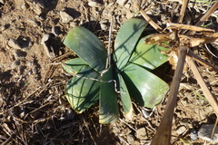 Ammocharis longifolia