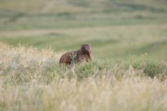 Marmota bobak
