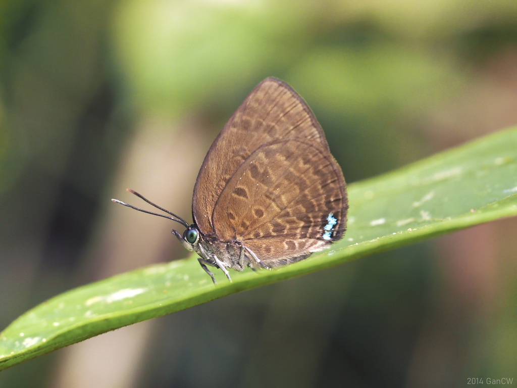 Small Tailless Oakblue